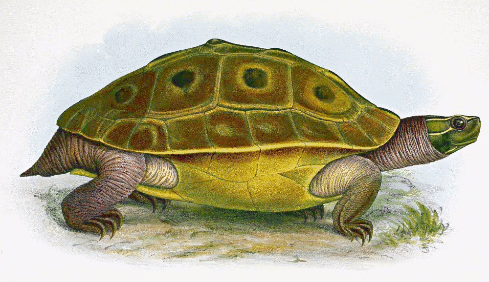 Burmese eyed turtle  Morenia ocellata