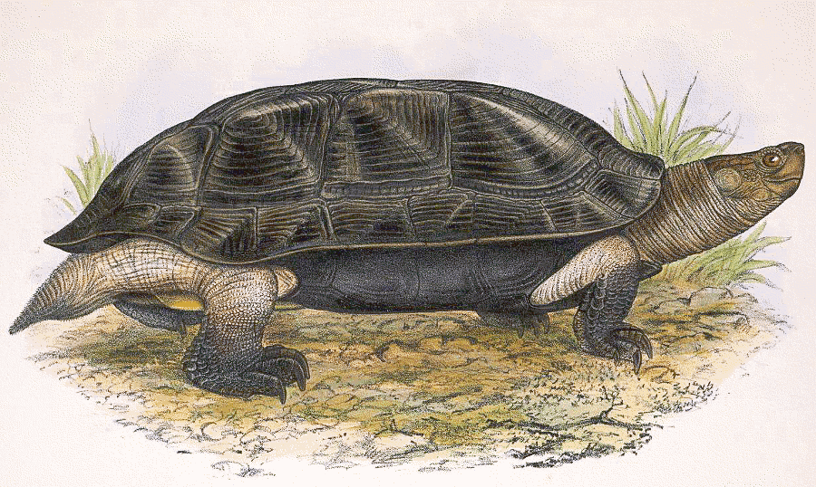 Indian Black turtle  Melanochelys trijuga