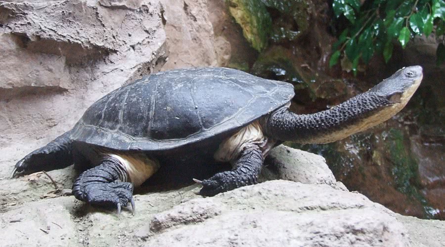 Terrapin turtle