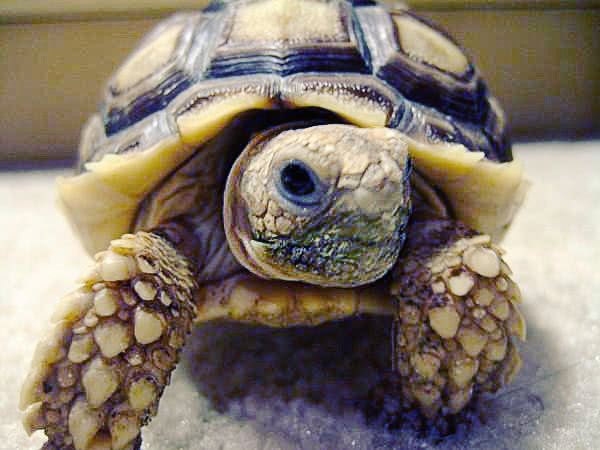 African spurred tortoise  Centrochelys sulcata  young