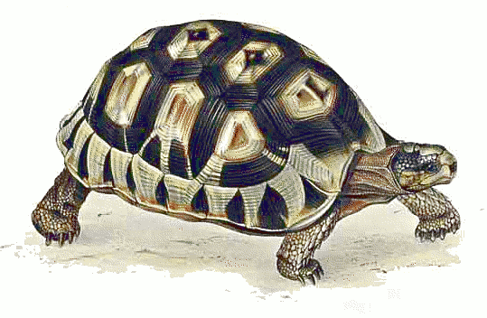 Angulate tortoise  Chersina angulata