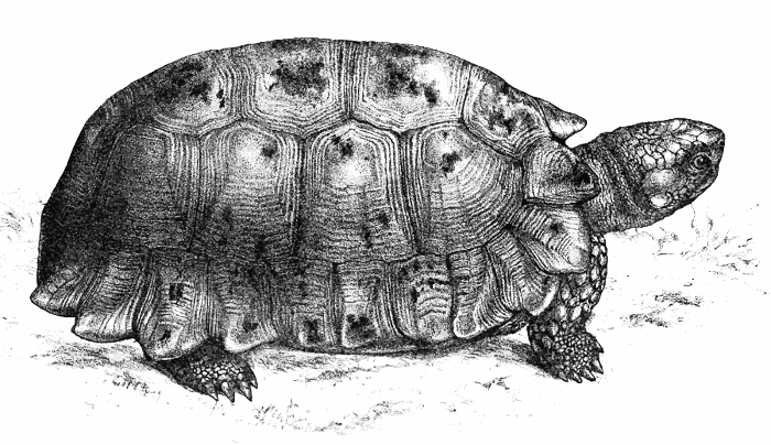 Forstens tortoise  Indotestudo forstenii