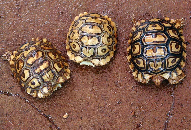 Leopard tortoise young