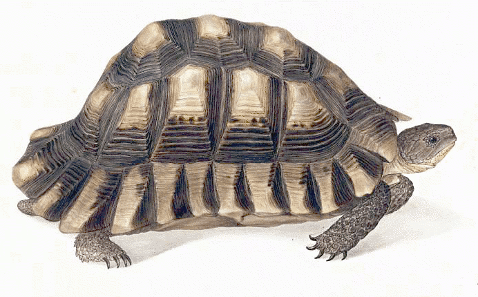 Marginated tortoise  Testudo marginata