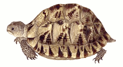 Spur-thighed tortoise  Testudo graeca