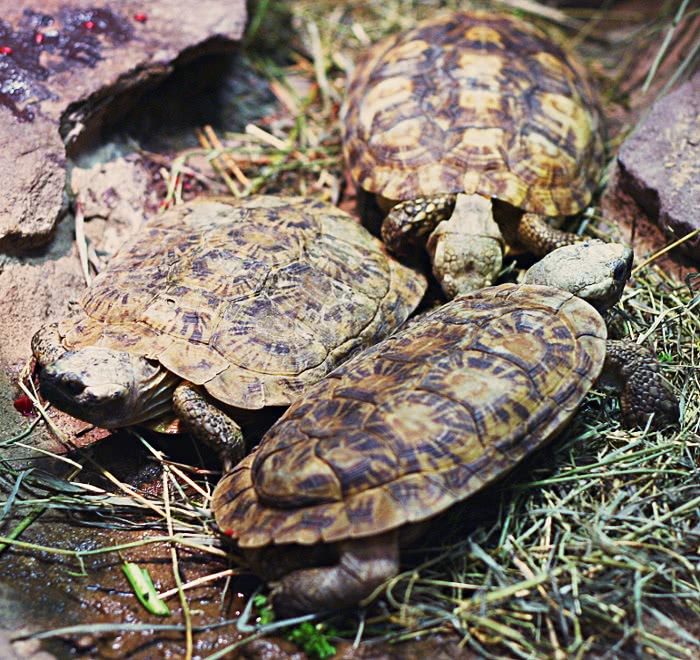 pancake tortoises  Malacochersus tornieri