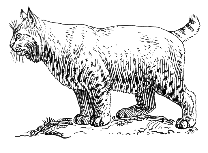 baby bobcat coloring pages - photo #48