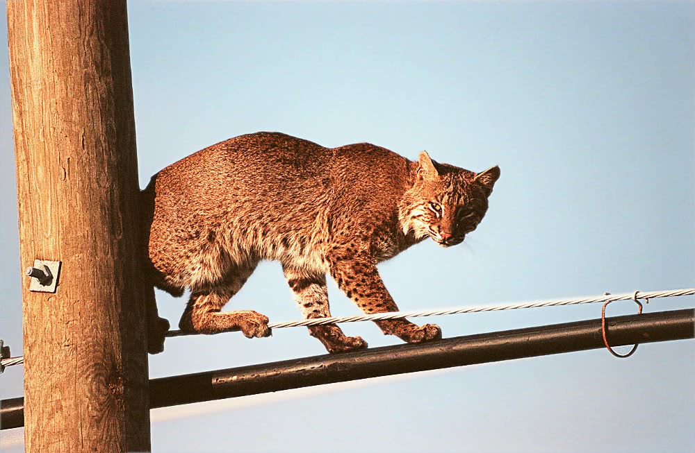 Bobcat on wires