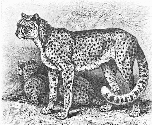 Cheetah BW 2
