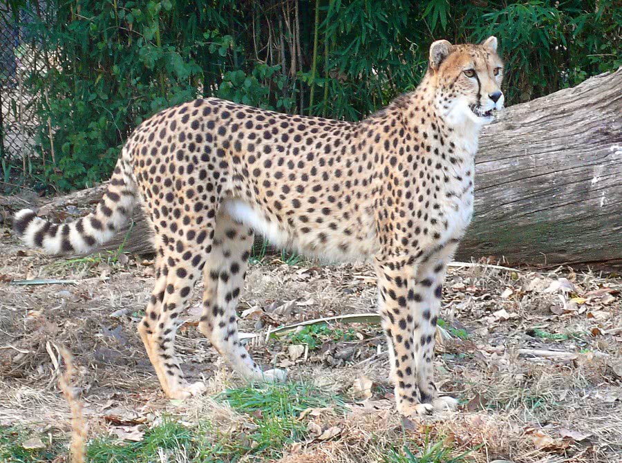 Cheetah photo