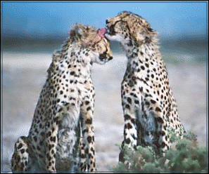 cheetah grooming