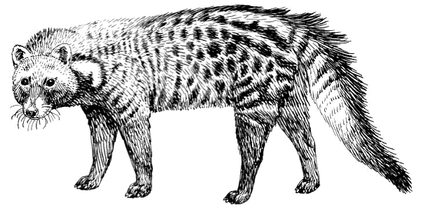 Civet cat 2