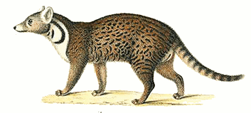 Indian civet