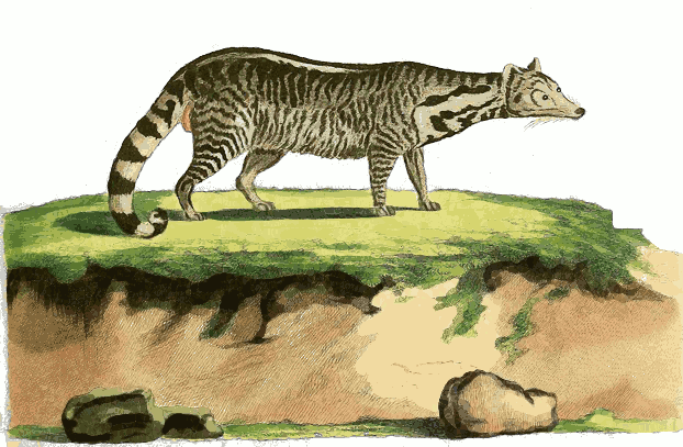 Large-Spotted Civet