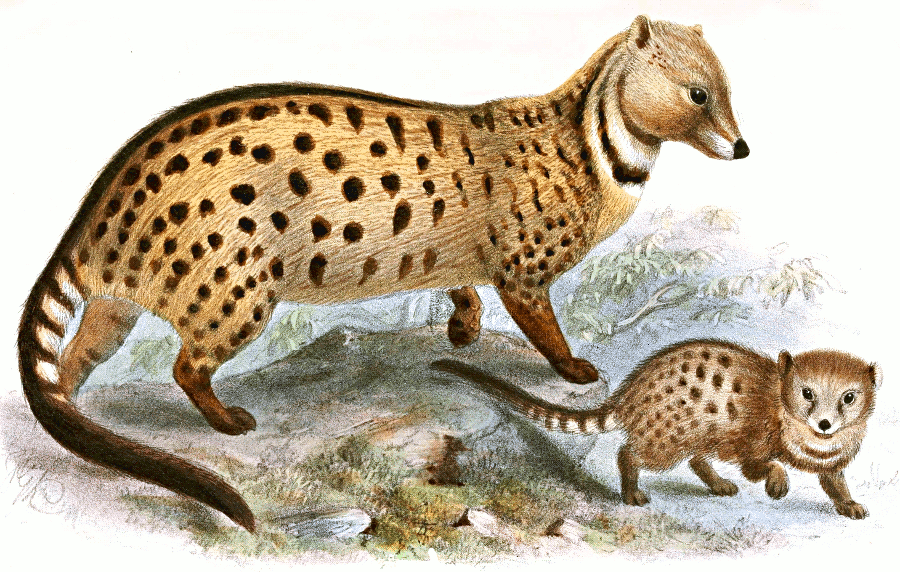 Large-spotted civet 2