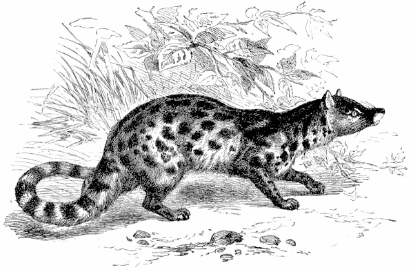 Large-spotted civet  Viverra megaspila