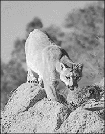 cougar on mountain rocks
