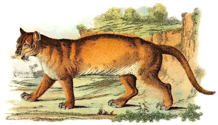 Puma  Felis concolor