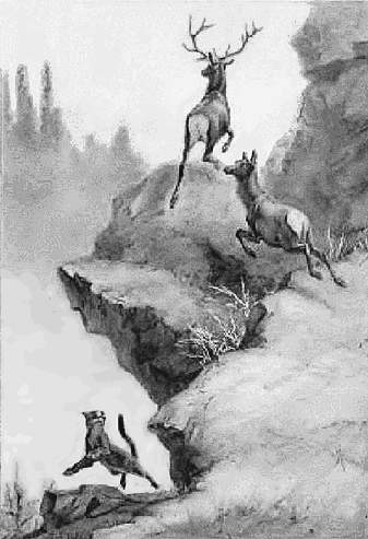 Puma hunting Elk