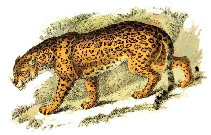 Jaguar  Felis onca