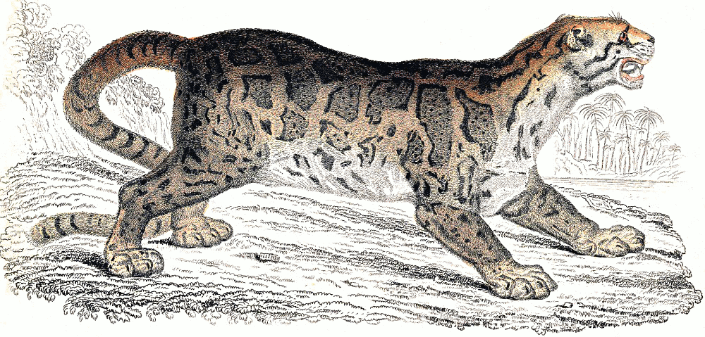 Sundra clouded leopard