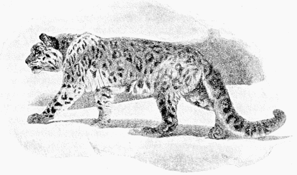 Snow Leopard sketch