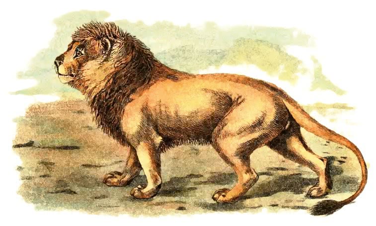 Lion  Felis leo
