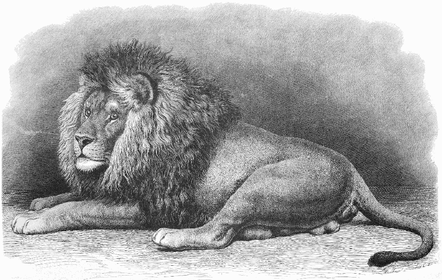 Lion male lineart