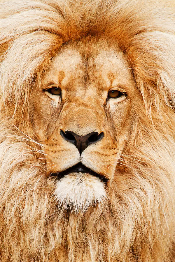 lion male face