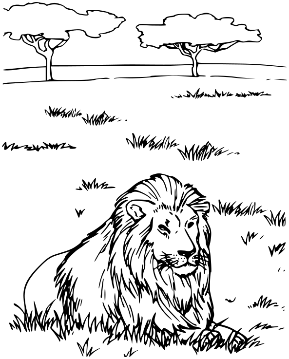 lion on savanna