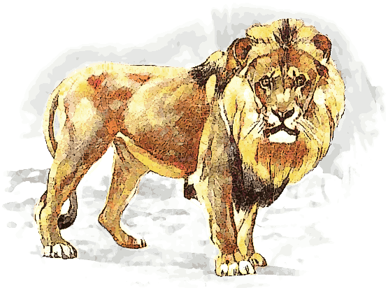 lion spot color