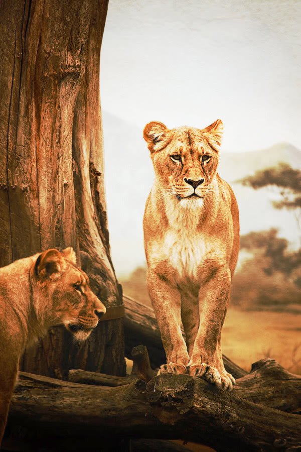 lioness standing
