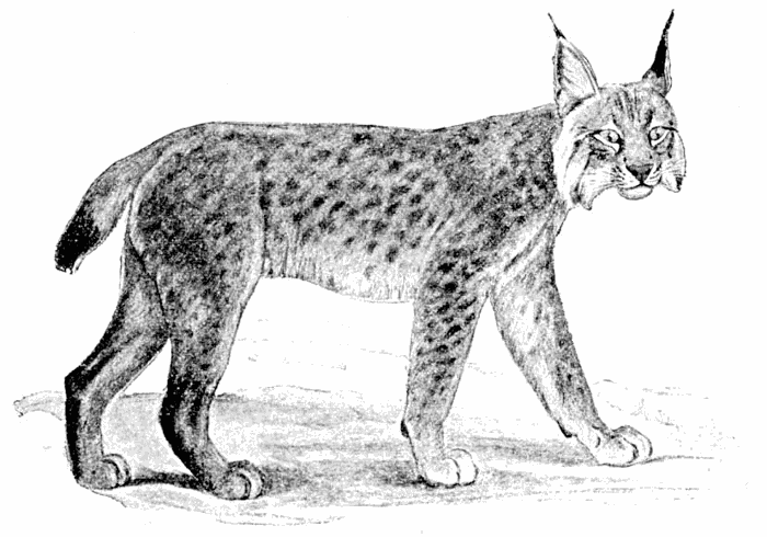 European Lynx  Felis lynx