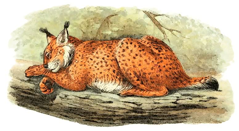 Lynx  Felis lynx