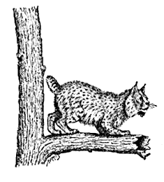 Lynx clip