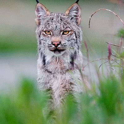 Lynx in grass
