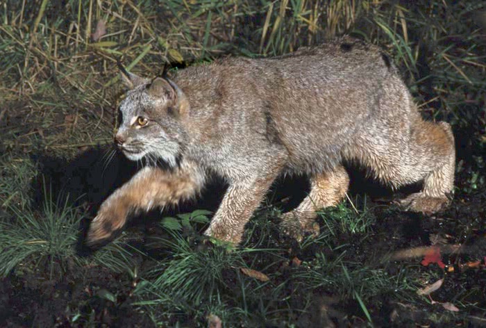 lynx hunting  Lynx canadensis