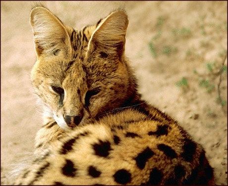 Serval cat photo