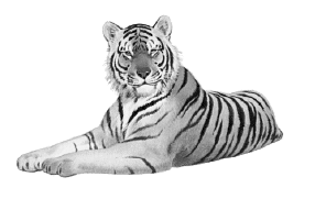 tiger 6