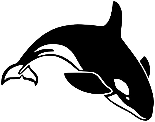 killer whale BW - /animals/aquatic/whale/killer_whale/killer_whale_BW
