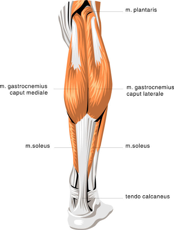 anatomy calf muscles - /medical/anatomy/muscle/anatomy_calf_muscles.png