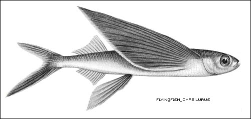 clipart flying fish - photo #34