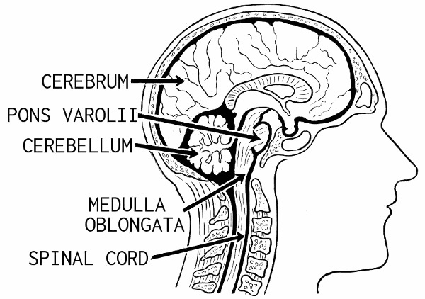 brain diagram 2 - /medical/anatomy/brain/brain_diagram_2.png.html