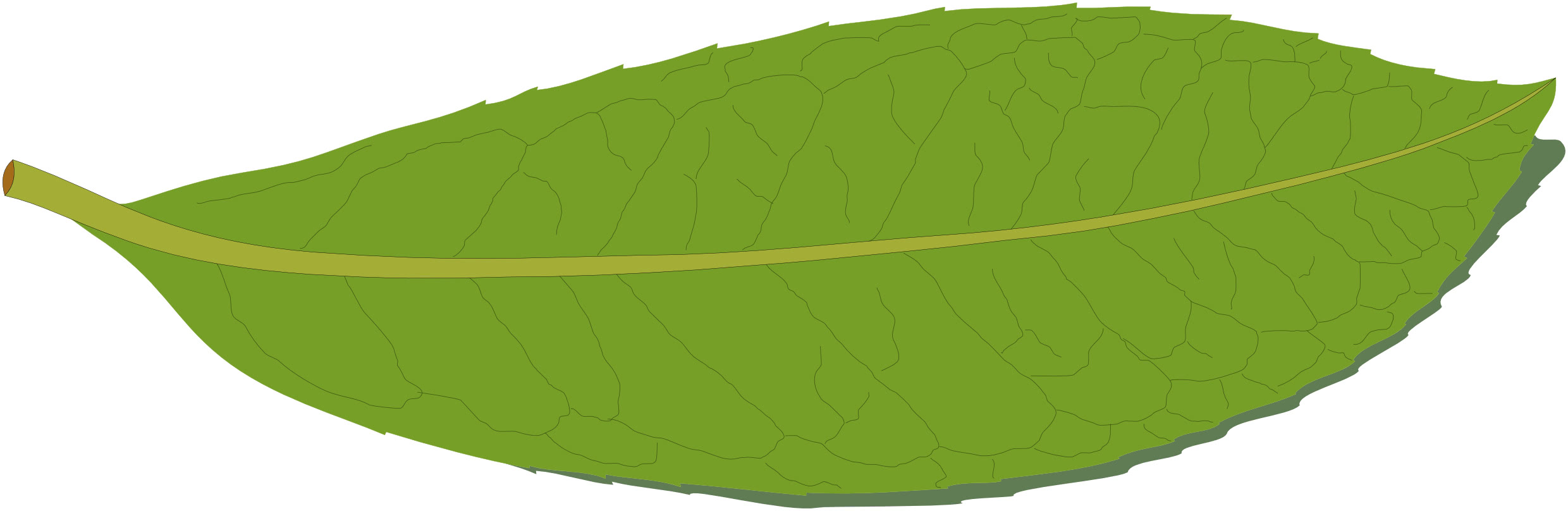 leaf clip art microsoft - photo #41