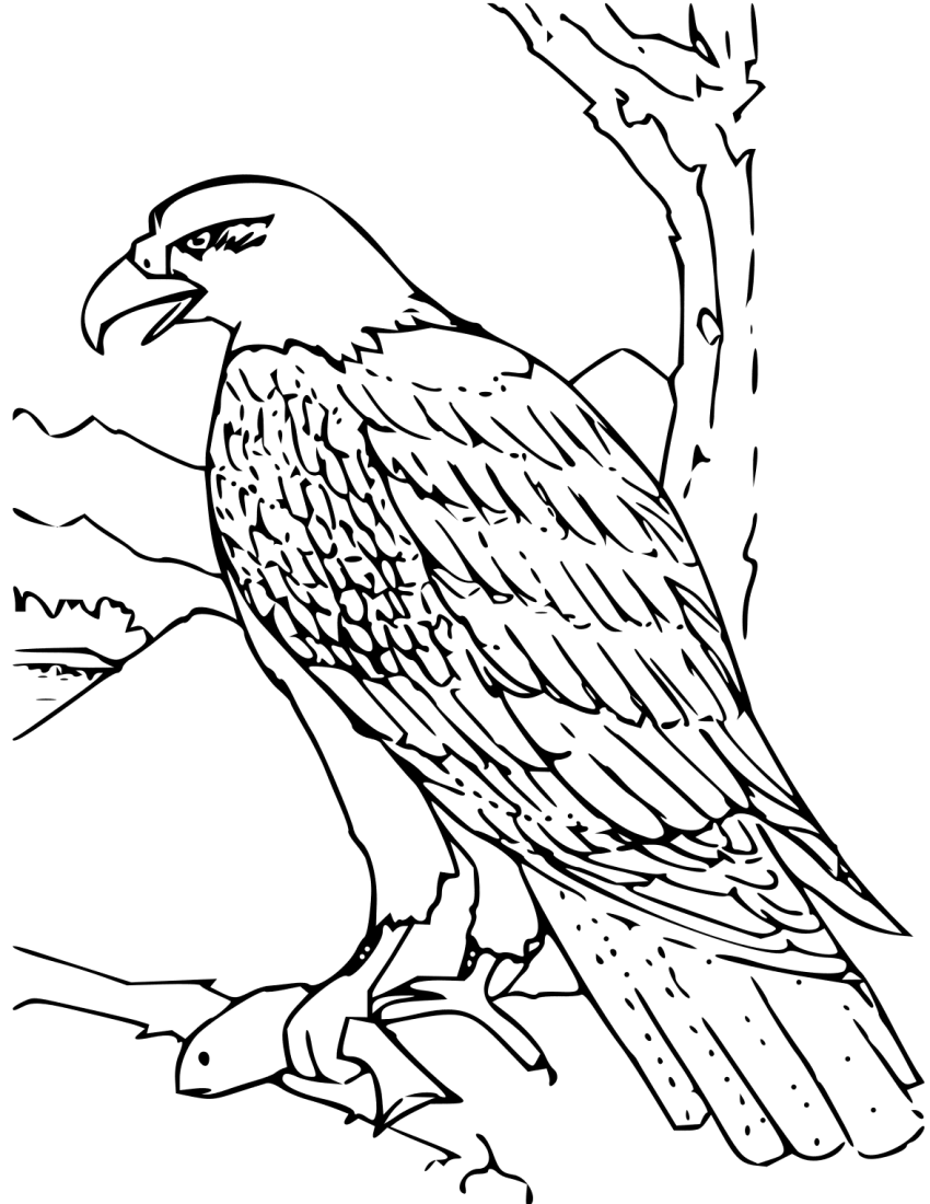 Coloring Book Bald Eagle