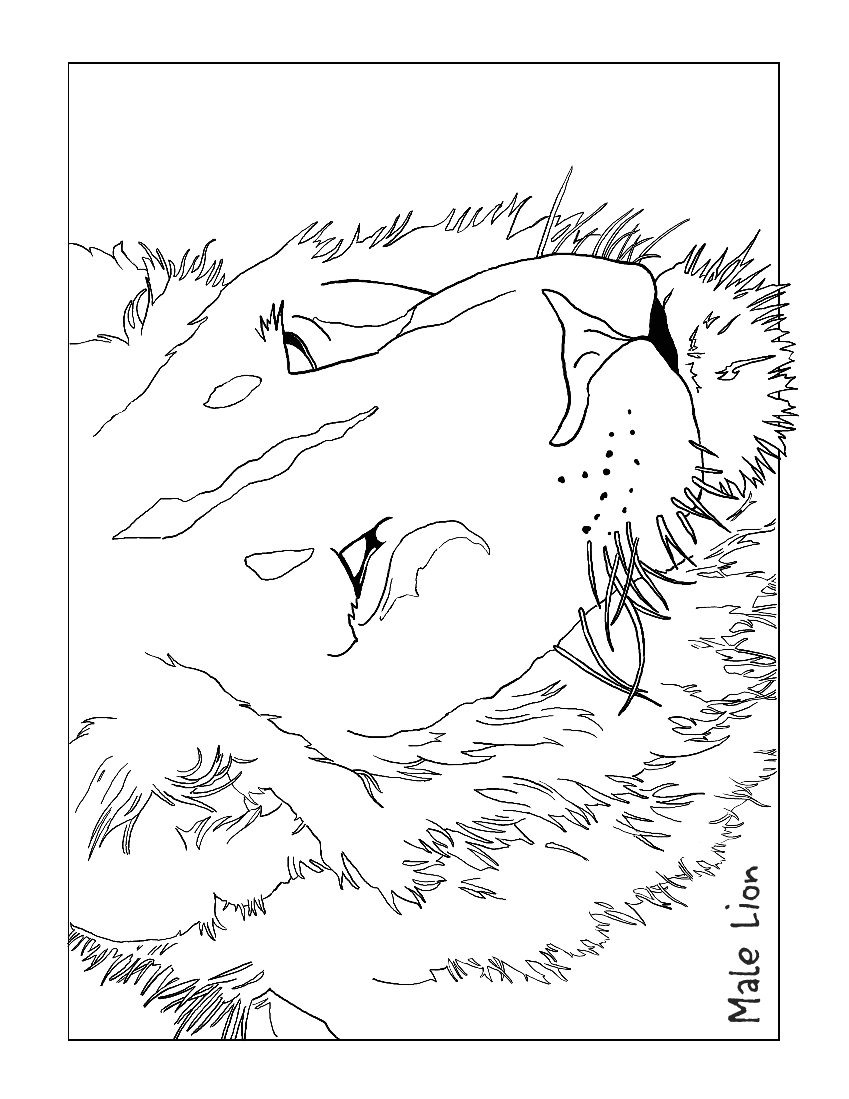 male lion coloring page - /education/coloring_pages/animals/more