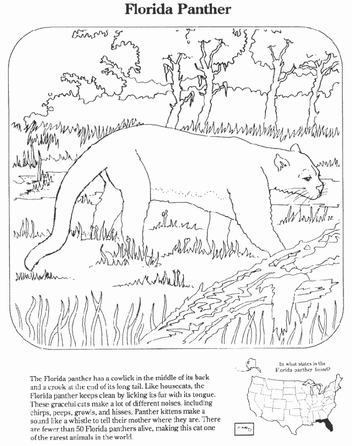 coloring pages for the florida panther - photo #5