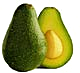 avocado zutano