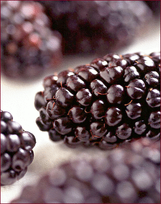 black butte blackberry