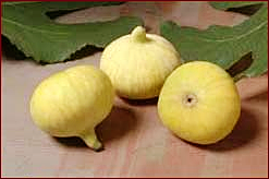calimyrna fig